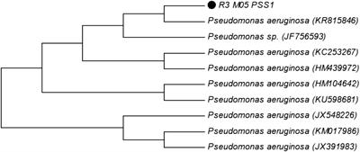 Deciphering supramolecular arrangements, micellization patterns, and antimicrobial potential of bacterial rhamnolipids under extreme treatments of temperature and electrolyte